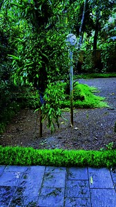 Natural Greenery | James Mathew