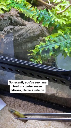 Mikasa Eating Whole Silver Side Fish Stew | Reptile Feeding