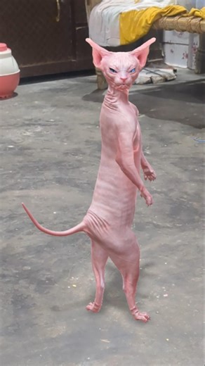 dancing sphinx cat #sphinxsecrets #cat #sphere #catvideos #catmemes #dancingvedio