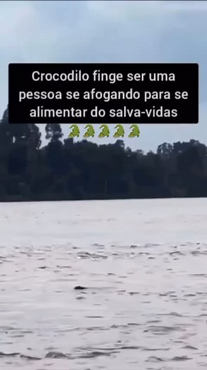 Dá pra salvar nao em 😂 #jacare #crocodile #pescarias | Matheus Victor