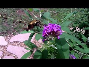 The Hummingbird Clearwing Moth