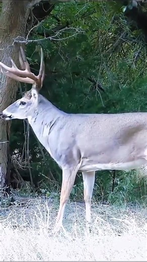Elite Archery: Traditional Hunting in Africaएलीट तीरंदाजी: अफ्रीका में पारंपरिक शिकार