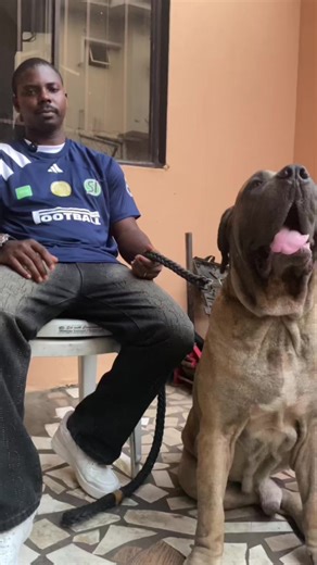 Immediate Actions When Your Dog Stops Eating and Vomits