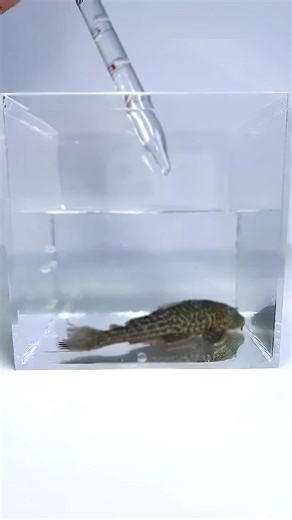 #fyp #usa #mosquito #bee #snail | mosquito