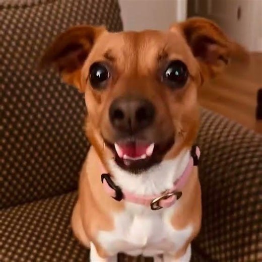 sweet Caroline #thedoodle-daisy