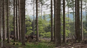 wild living European wood Bison, also Wisent or Bison Bonasus, is a large land mammal and was almost extinct in Europe, but now reintroduced to the Roothaarsteig mountains in Sauerland Germany.