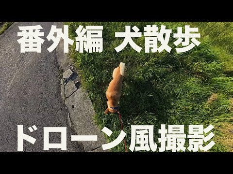 番外編 犬の散歩をドローン風撮影(insta360X3&自撮り棒)
