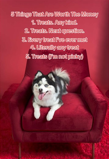 5 things worth my human’s money 💸🐾 #PetSmart #AnythingForPets