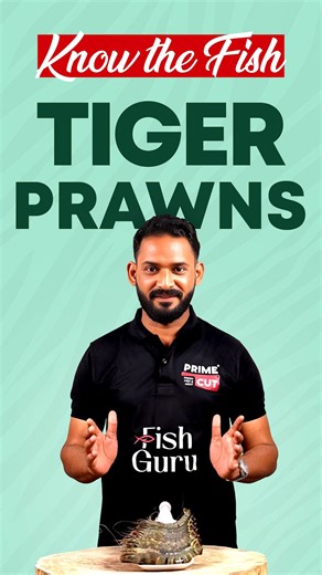 Primecut on Instagram: "Cooking prawns for your family? Start by knowing this variety. 🦐 We all know prawns come in many varieties, and one of the most popular among them is the Tiger Prawn 🐯🦐 This saltwater prawn can grow up to 33 cm and thrives in warm regions like the Indian and Pacific Oceans. While it naturally grows in the sea, many Tiger Prawns are also cultivated in farm-based setups near coastal areas. Interestingly, the name Tiger Prawn doesn’t come from its body pattern, it comes f