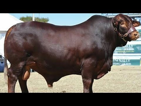 Top Crossbreeds Changing the Future of Beef