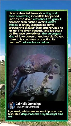 This Crab Protected His Friend Underwater! 🦀🌊 #Wildlife #Nature #Ocean