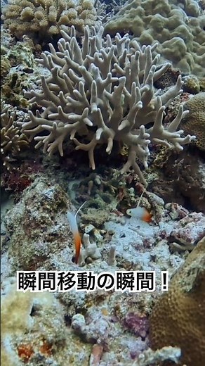 美しい魚の瞬間移動！ #初心者ダイバー #海の中の生き物 #ダイビング女子 #沖縄ダイビング