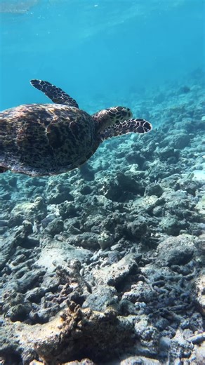 Ocean Serenity: Finding Peace with a Hawksbill Turtle