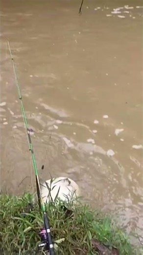 Soft-shelled turtle caught on a catfish hook