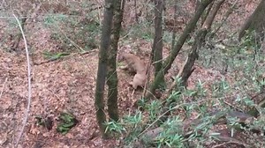 What do you do if you encounter a mountain lion?