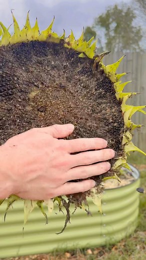 51K views · 151K reactions | Last Sunflower harvest of the season.  I gave the seeds to the chickens to enjoy  . . . #asmr #sunflower #chickens #harvest #chicken #hen #sunflowerseeds #growyourownfood #zone7b #zone8a #homegrown #backyardgarden #growyourown #organicgardening | Earth, Nails & Tails | Facebook