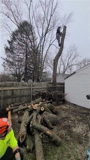 tree job work business tree care removal services Fell-ows and stumps columbus ohio