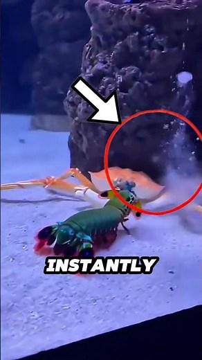This Shrimp Punches Like a Bullet 😳🦐