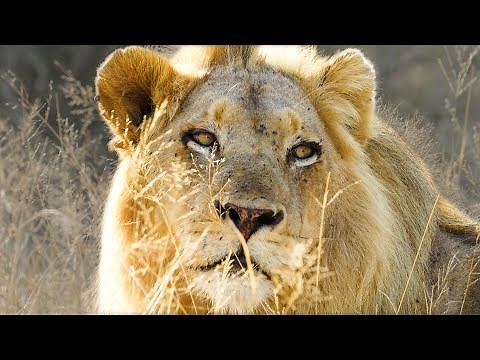 LION Saved from Death Trap | The Lion Whisperer