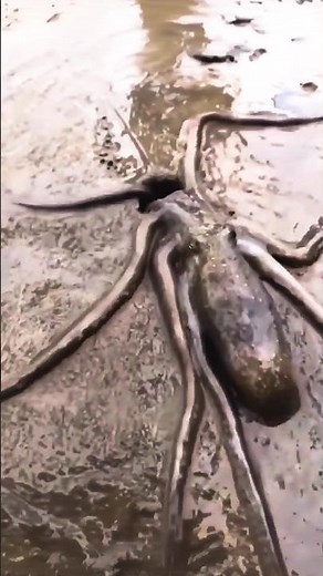 Testing Octopus Intelligence😲