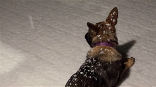 Enjoying the snowfall in Bonney Lake❄️
