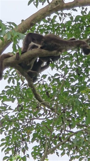 棕蜘蛛猴Brown Spider Monkey/Taipei Zoo