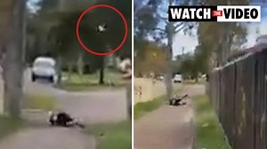 Terrifying magpie attack caught on camera