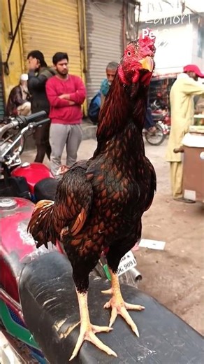 Lakha Aseel Murga #lahoripetshauk #aseel #aseelmurga #aseellovers #aseelmurgalover #aseelmandi