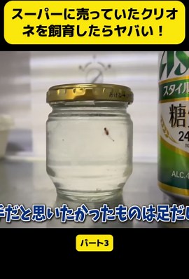 クリオネの飼育法とその驚きの成果