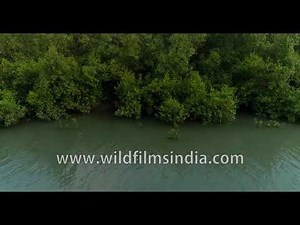 Sundarbans is home to the endangered Sundari tree (Heritiera fomes)