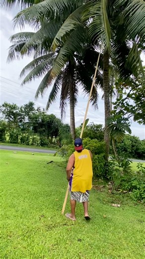 This is how to get coconuts without climbing the tree by my uso Samu and nephew Riah. Yes I did it and it was definitely a workout and worth it. We ended up with 15 coconuts! #Samoa #islandlife #samoan #coconut #healthy | Junior Aumavae