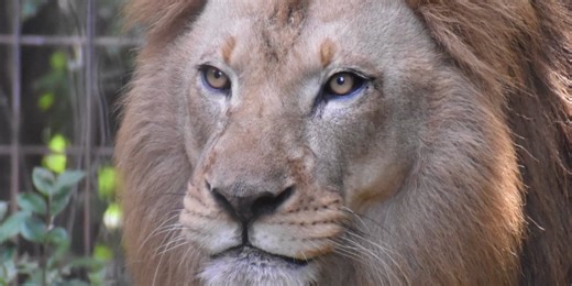 Last African lion at Greenville Zoo dies months after brother