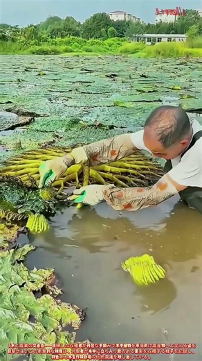 茯苓収穫！水生作物の収穫