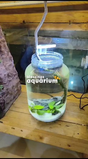 2.1K views · 24 reactions | Update on the Betta Fish tank setup. #betta #fighterfish #fighterfishlove #bettafishtank #bettatank #fishtanks #fishtankofinstagram #fishkeeping #fishhobby | The blessings aquarium shoppe | Facebook