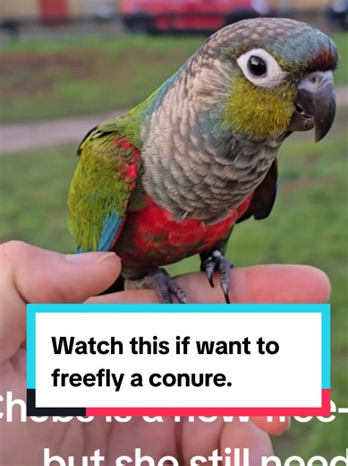 This is what I do when my bird is lost. conures are so easy to train don't need a mentor. recall,blind recall indoor, and fly on good days when its not windy. people make it sound like very difficult but it's now. remember the risks tho. :) #crimsonbelliedconure #freeflyingparrot #freefly#recalltraining #conure