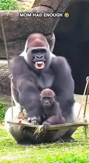 Gorilla Mom Had Enough 🤭😂 #gorilla #gorillatag #funny #fyp #trending