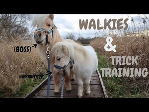 Teaching the ponies new tricks ~ paw, back-up, lie down | Lockdown Challenge | TEDDY THE SHETLAND
