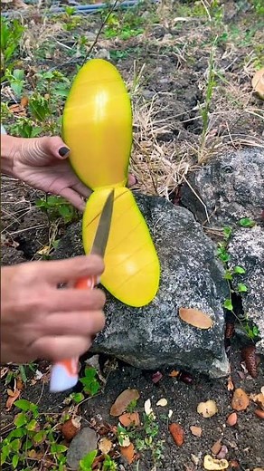 Mangga manis #viralvideo