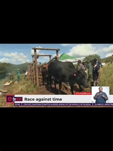 #tiktoknews #footandmouthdisease #farmers #satiktok | disease