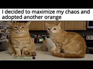 Cat Memes
