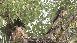 The mother red-tailed hawk shows up to the nest with food. | Wildlife throughhopeseyes.
