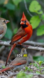 “The Glow of a Cardinal Bird in Nature — A Must-See Video!” #RedCardinalBeauty #CardinalSighting #NatureReelsToday #WildlifeInFocus #CalmNatureVideo #BirdsofNorthAmerica | Cardinal fans page