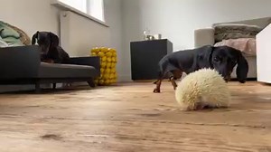 56K views · 4.7K reactions | What kind of spiky ball is this ?! | Loulou & Friends | Facebook