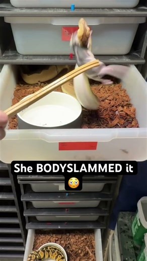 This Ball Python BODYSLAM Was WILD 😳🐍