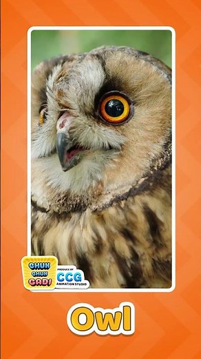 Owl Sound for Kids 🦉 | Hoot Hoot Fun Video