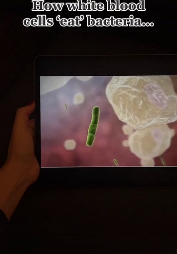 Understanding Phagocytosis: How White Blood Cells 'Eat' Bacteria