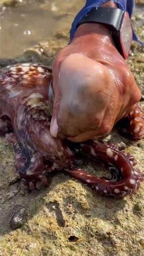 Catching and Cleaning Fresh Octopus on the Beach! 🐙🌊