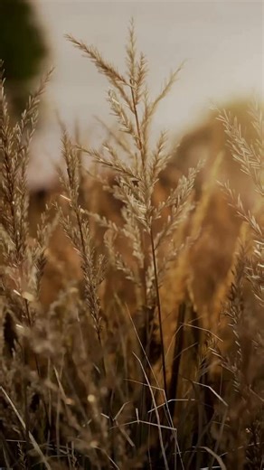 The hunt is over! 🐾 Meet Kibble in the Raw—freeze-dried recipes packed with raw nutrition for taste they crave energy to power their play. | Primal Pet Foods