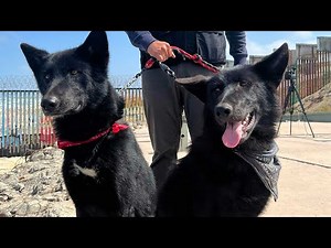 Así de hermoso es el perro lobo mexicano