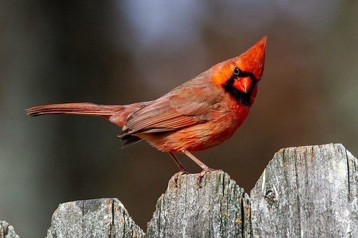 9 Meanings of Red Cardinal (Tapping) at Window
